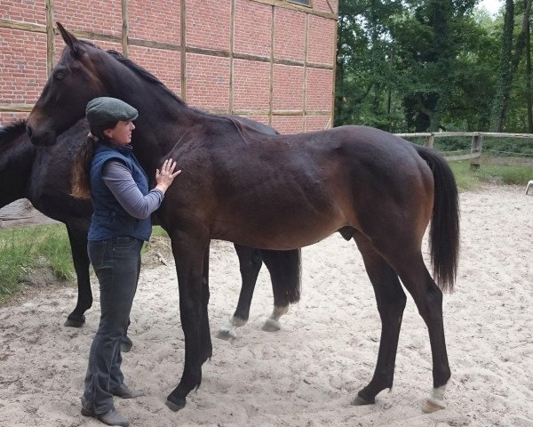 horse Barrubio G (Oldenburg, 2014, from Barroso)