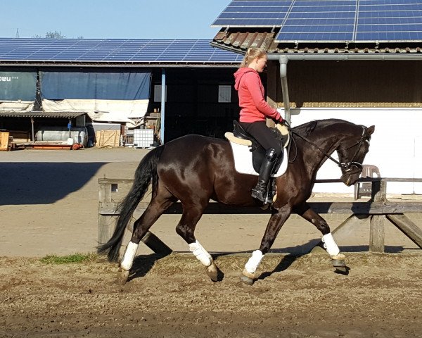 dressage horse Raskina 2 (Hanoverian, 2011, from Rascalino)