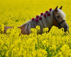 Dressurpferd Akelei 95 (Haflinger, 2001, von Abendstern)