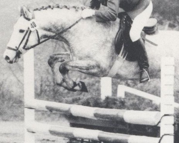 Deckhengst Marduk (Holsteiner, 1975, von Midas)