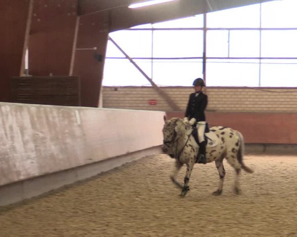 Reitturnier Hellefeld 2018