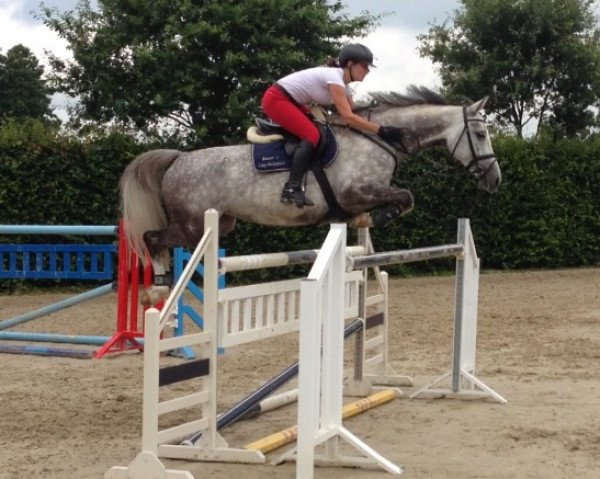 jumper Confederate Grey (Hanoverian, 2006, from Coupe de Coeur 2)