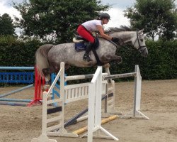 Springpferd Confederate Grey (Hannoveraner, 2006, von Coupe de Coeur 2)