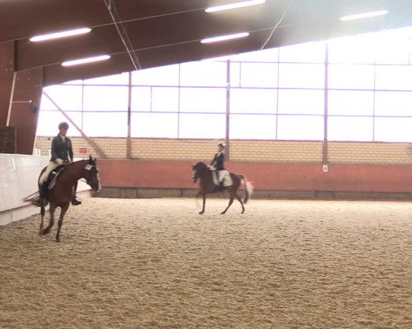 Reitturnier Hellefeld 2018