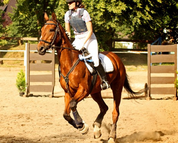 jumper Caspari 2 (Westphalian, 1993, from Cacir AA)