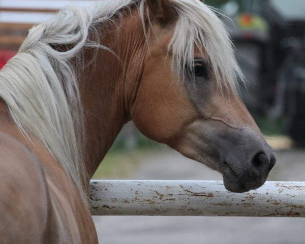 horse Mia (Haflinger, 2012, from Ampere)
