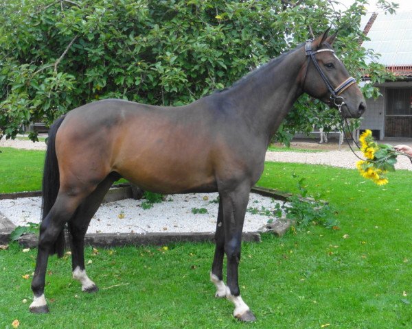 Pferd Quantus by HAB Z (Zangersheide Reitpferd, 2014, von Quantum)