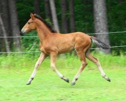 jumper Andlanta HaB Z (Zangersheide riding horse, 2017, from Andiamo)