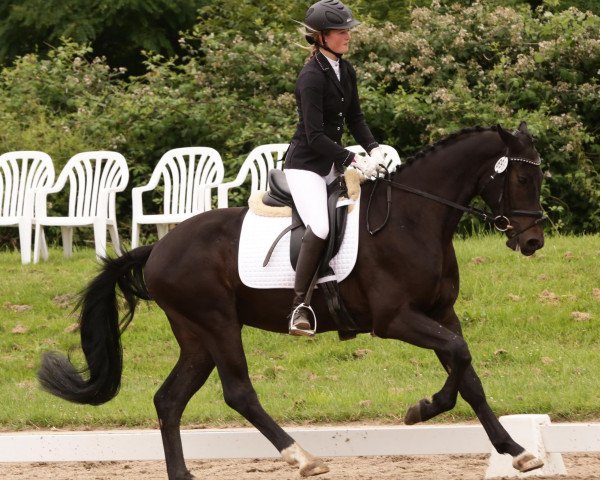 dressage horse K.c. Frühlingszauber (Rhinelander, 2010, from Fidertanz)