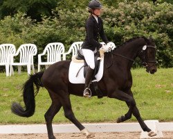 dressage horse K.c. Frühlingszauber (Rhinelander, 2010, from Fidertanz)