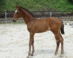 jumper Elvaros Surprice HaB Z (Zangersheide riding horse, 2017, from Elvaro)