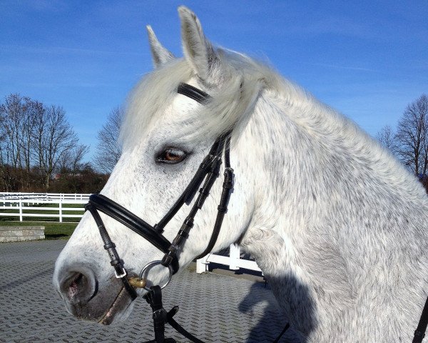 horse Hazy Shamrock (Connemara Pony, 1999, from Frederiksminde Hazy Match)