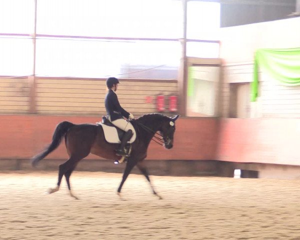 Reitturnier Hellefeld 2018