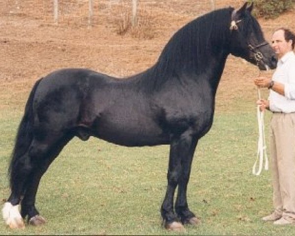 Deckhengst Parc Cardi (Welsh-Cob (Sek. D), 1984, von Hewid Cardi)