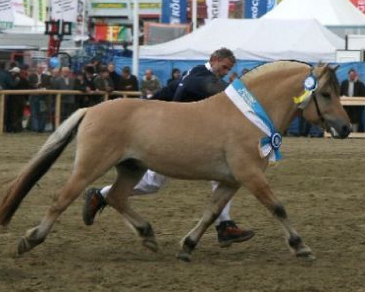 stallion Magne (Fjord Horse, 1999, from Merkur N.2743)