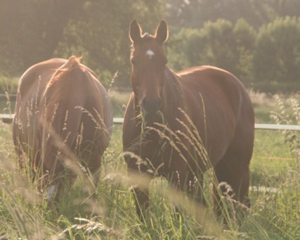 broodmare Quality's Queensberry (Oldenburg,  , from Quality 9)