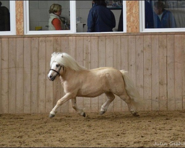 stallion Mc Momo II von Uda (Shetland Pony, 2003, from Menno v.h. Aeghterhuus)