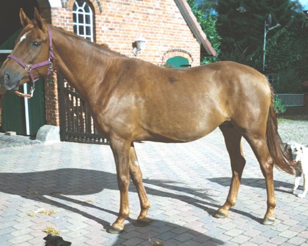 broodmare Djamila G (Oldenburg, 1998, from Luigi xx)