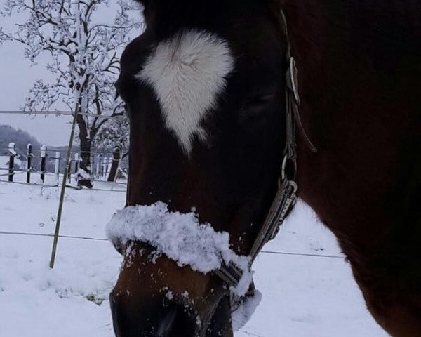 horse Vinu (German Riding Pony, 1998, from Antonio)