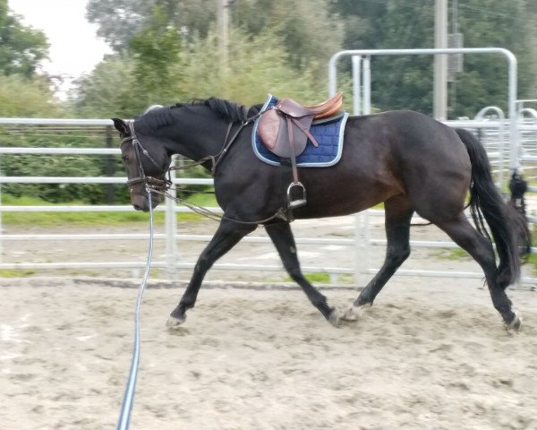 horse Lissabon (Hanoverian, 2011, from Levistano)