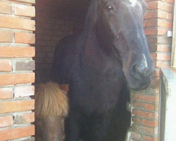 broodmare Touch of Future (Oldenburg, 1986, from Futuro)
