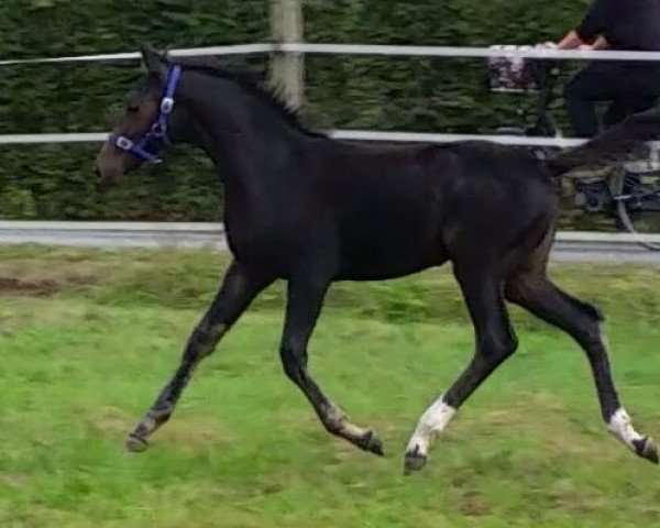 dressage horse Lanassaria (Westphalian, 2016, from Lassar)