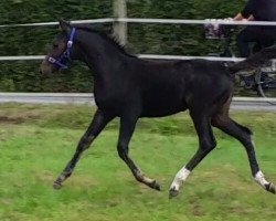 dressage horse Lanassaria (Westphalian, 2016, from Lassar)