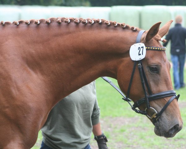 horse Velvet Lassie (Hanoverian, 2010, from Vivaldi)