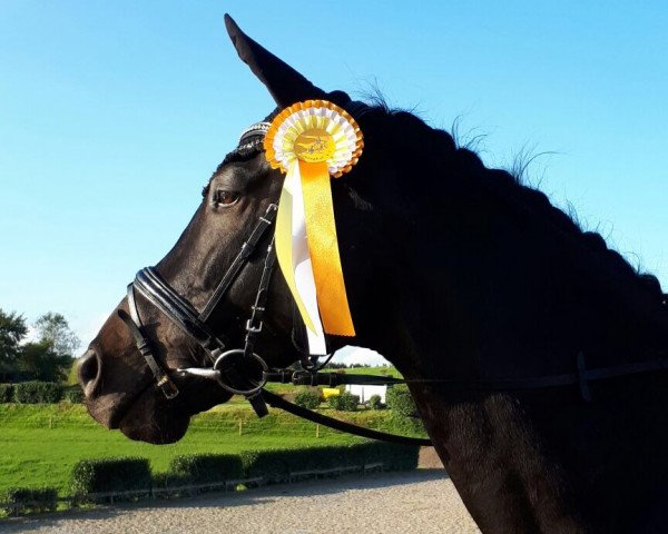 dressage horse Sarastro 84 (Rhinelander, 2008, from Saint Tropez)