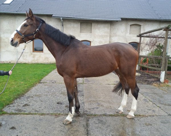 horse Giulietta - JK (Bavarian, 2011, from Pilotek)