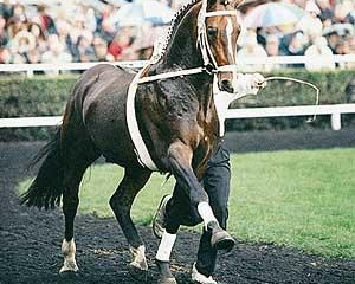 Deckhengst Falkland (Hannoveraner, 1987, von Wanderer)