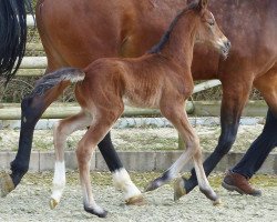 Cavallo da Dressage Darlington 23 (Oldenburger, 2016, di Danone 4)