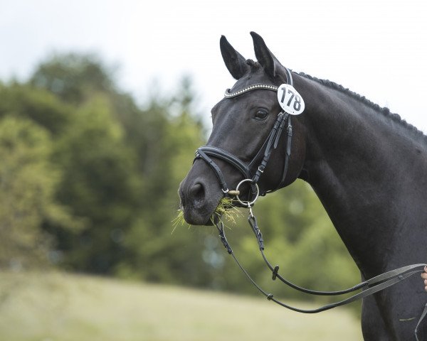 horse Amalfie (Trakehner, 2011, from Editorial)