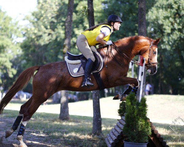 broodmare Vytula MZ (German Warmblood, 2012, from Vulkano FRH)