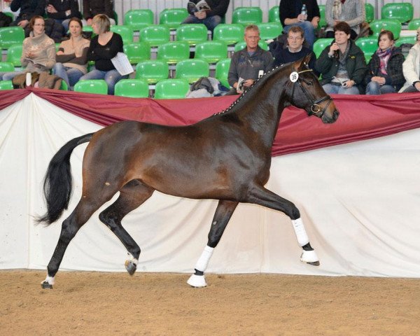 stallion Vancouver L (Hanoverian, 2010, from Vivaldi)