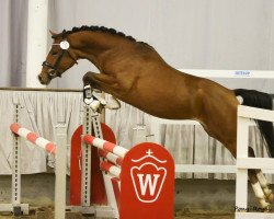 dressage horse Clint Eastwood 14 (German Riding Pony, 2015, from Coldplay)