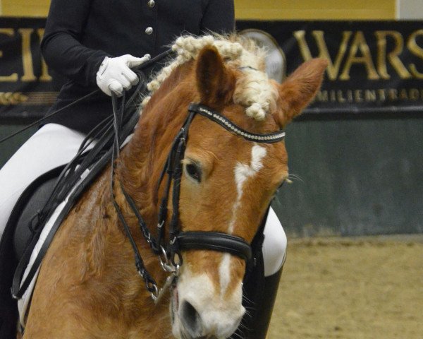 broodmare Irina II (Haflinger, 2002, from Amadeus)