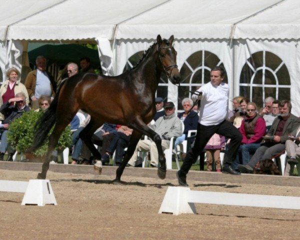 broodmare Kalahari (Trakehner, 2008, from Donaufels)