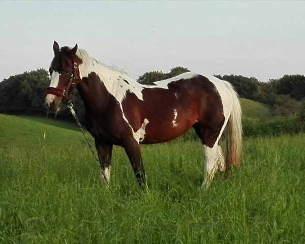 dressage horse Sinja (Lewitzer, 2004, from Alswin)