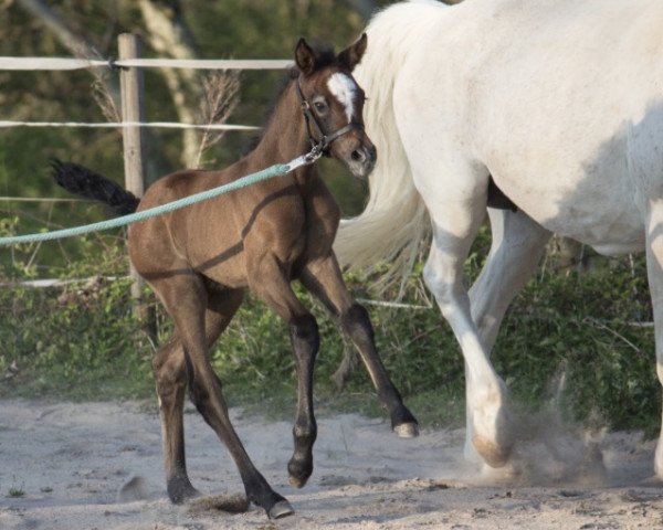 Pferd Solea de Cádiz (Deutsches Reitpony,  , von Classic Dancer I)