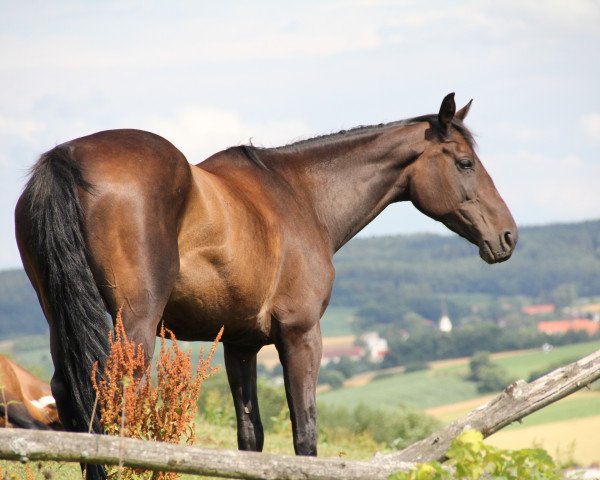 horse Lucy Lou (Bavarian, 2007, from Acordelli)