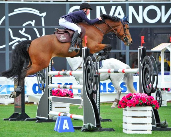 jumper Gold II (Bavarian, 2006, from Quadrigus M)