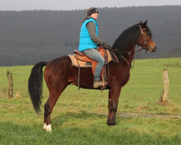 horse Elader (Arabian purebred, 2013, from Kahil Al Shaqab ox)