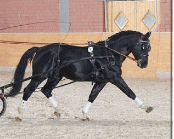 jumper Edino (Heavy Warmblood, 1997, from Erbe Mo 1456)