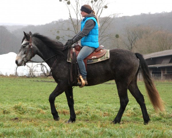 horse Drumlane Joy (Connemara Pony, 2014, from Carnabay Mirah)