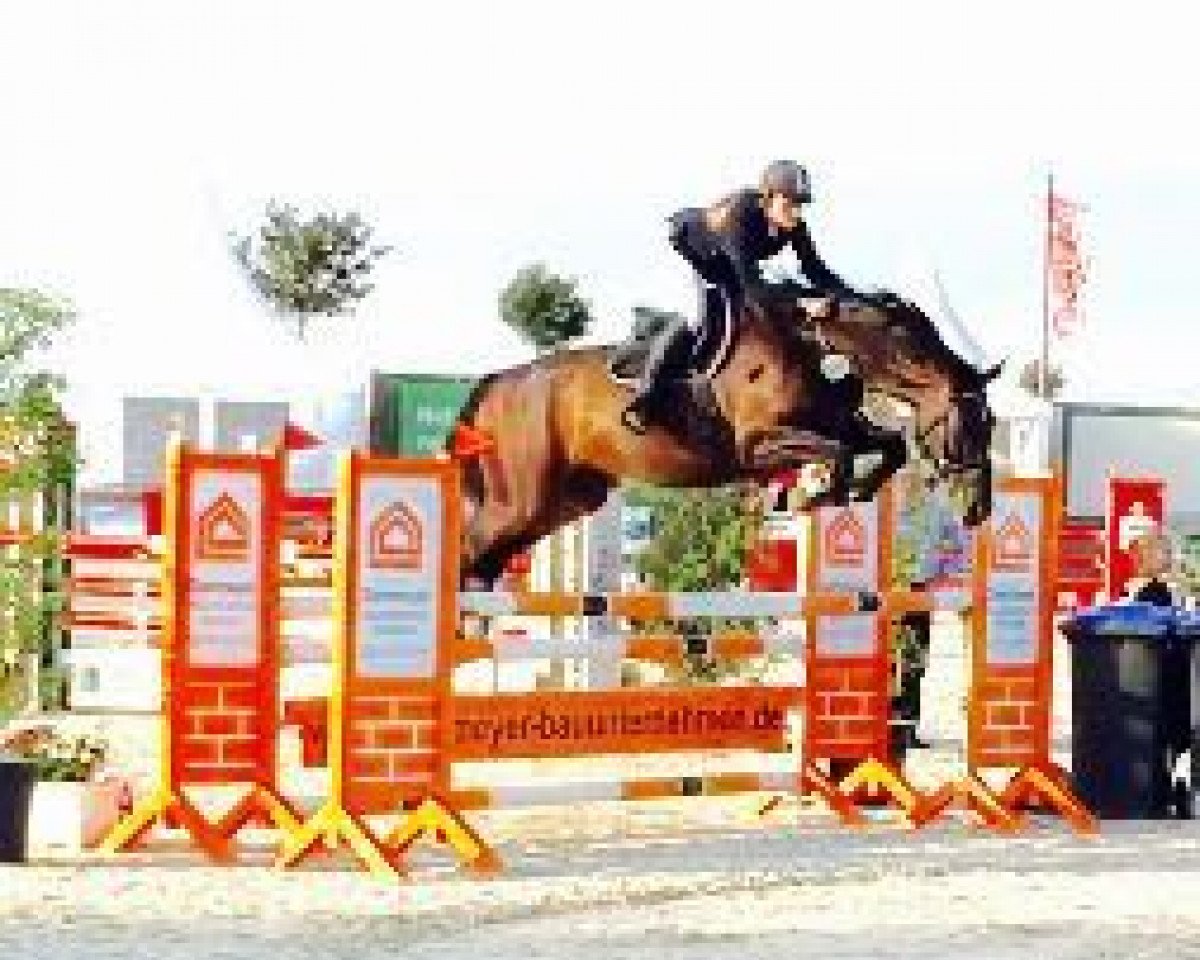 Springpferd Sensation Shaga Khan (Hannoveraner, 2007, von Sinatra Song)