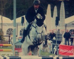 jumper Hassini St Ghyvan (Belgian Warmblood, 2007, from Cassini II)