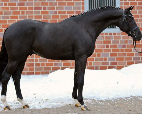stallion Ganymedes M (KWPN (Royal Dutch Sporthorse), 2010, from Gribaldi) stallion Ganymedes M (KWPN (Royal Dutch Sporthorse), 2010, from Gribaldi)