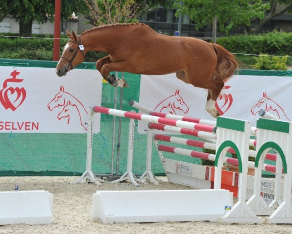 jumper Tenor de Rouhet (Selle Français, 2007, from Jumpy des Fontaines)