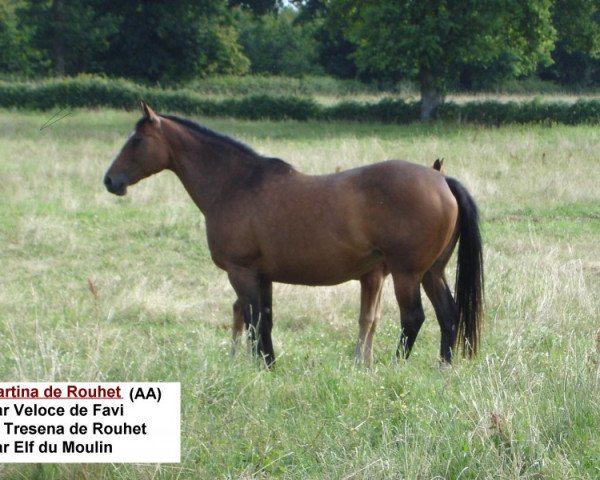 broodmare Kartina de Rouhet (Anglo-Arabs, 1998, from Veloce de Favi AA)